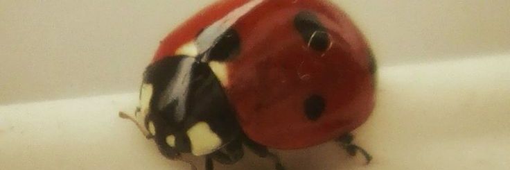 not tori 🦭 banner