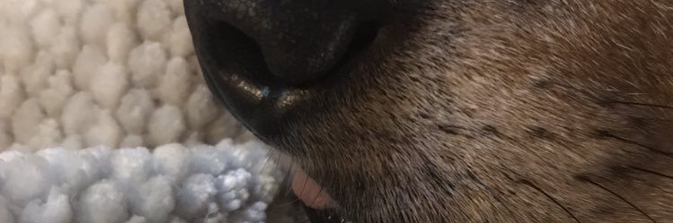 roebabbyy's profile banner image