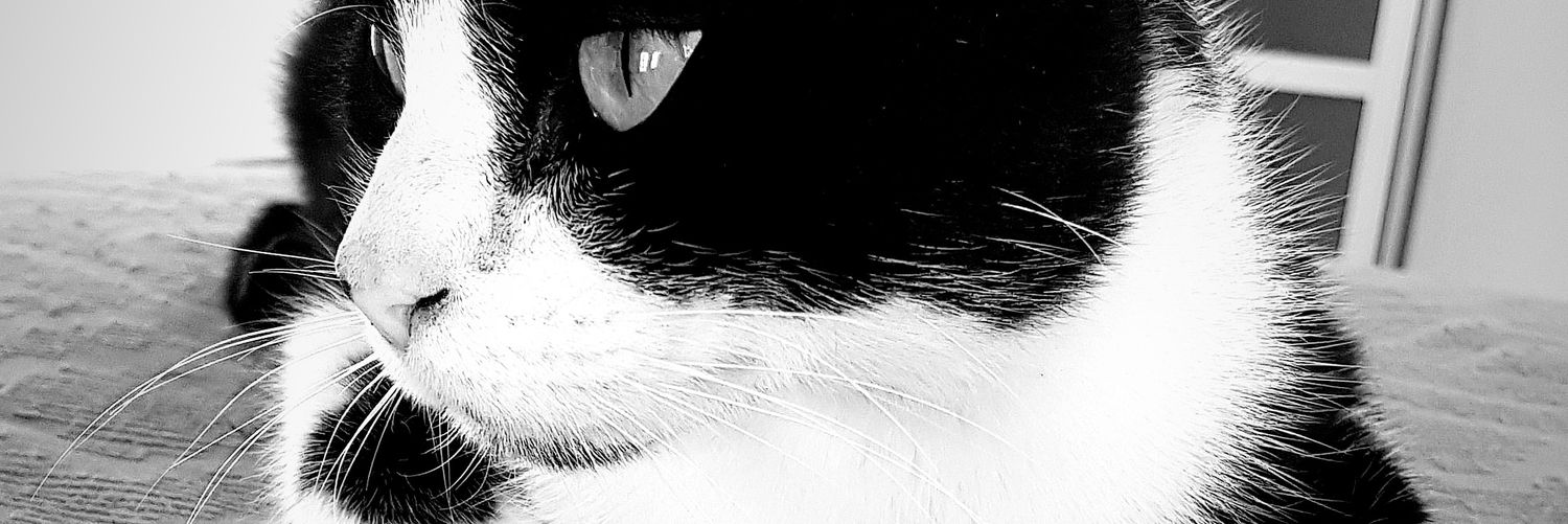 pauu_nu's profile banner image