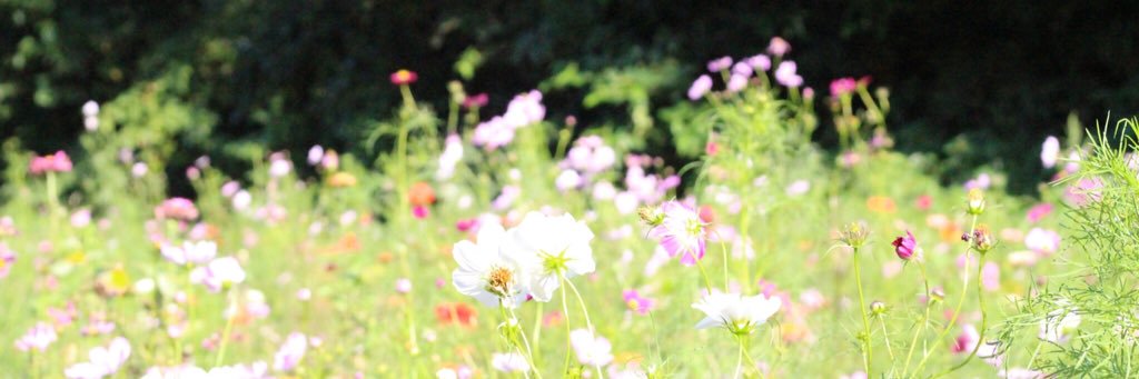 tomydayo2's profile banner image