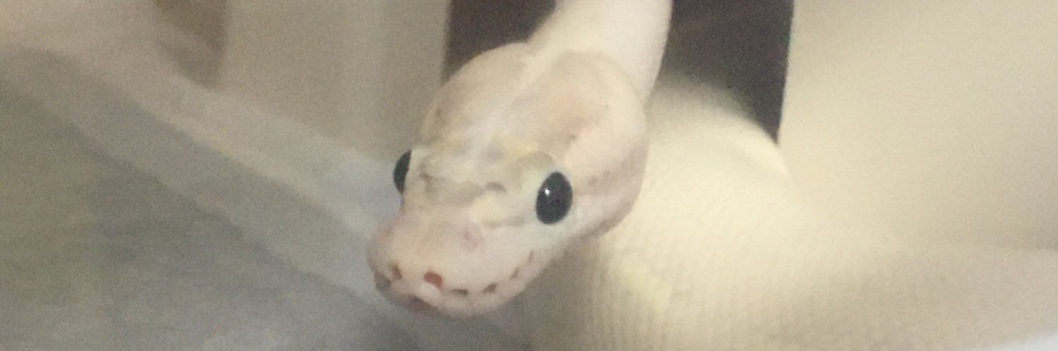 ReptilesFan's profile banner image