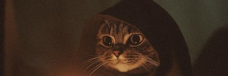 Proktologgg's profile banner image