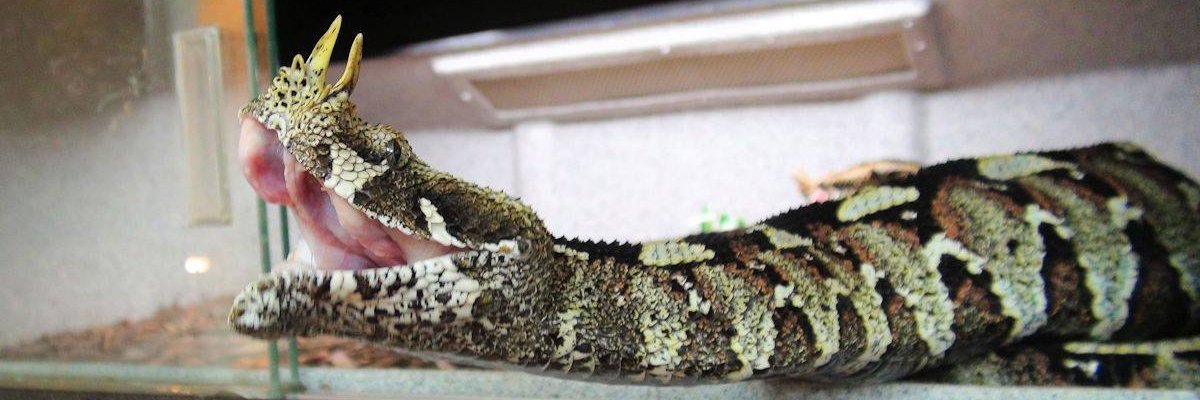 Real Viperkeeper banner