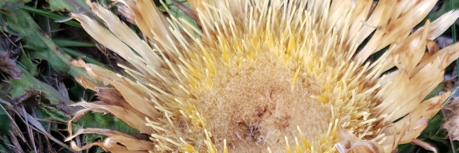 franck zewank banner