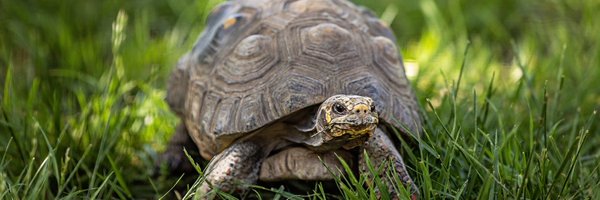 sunsetzoo Profile Banner
