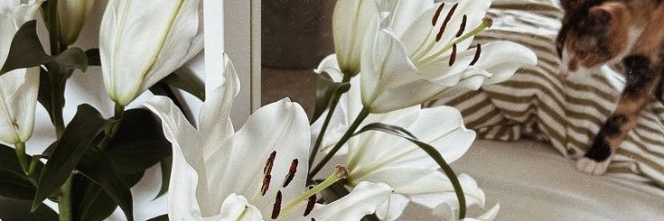 aleo²⁶ ll FREE TAG banner