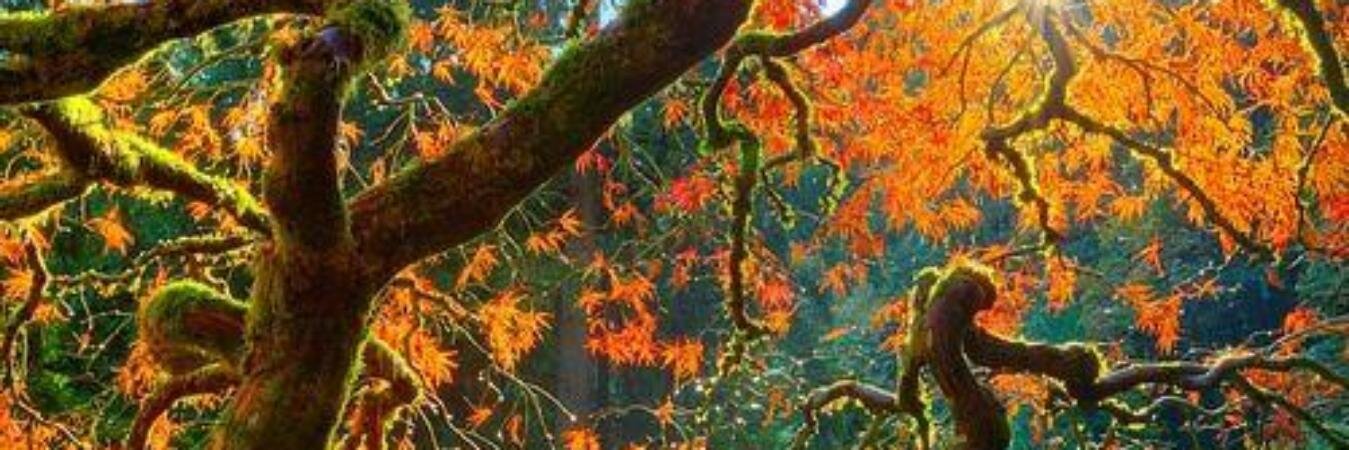 RoxaneRoss's profile banner image