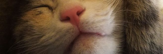 meflis2568's profile banner image
