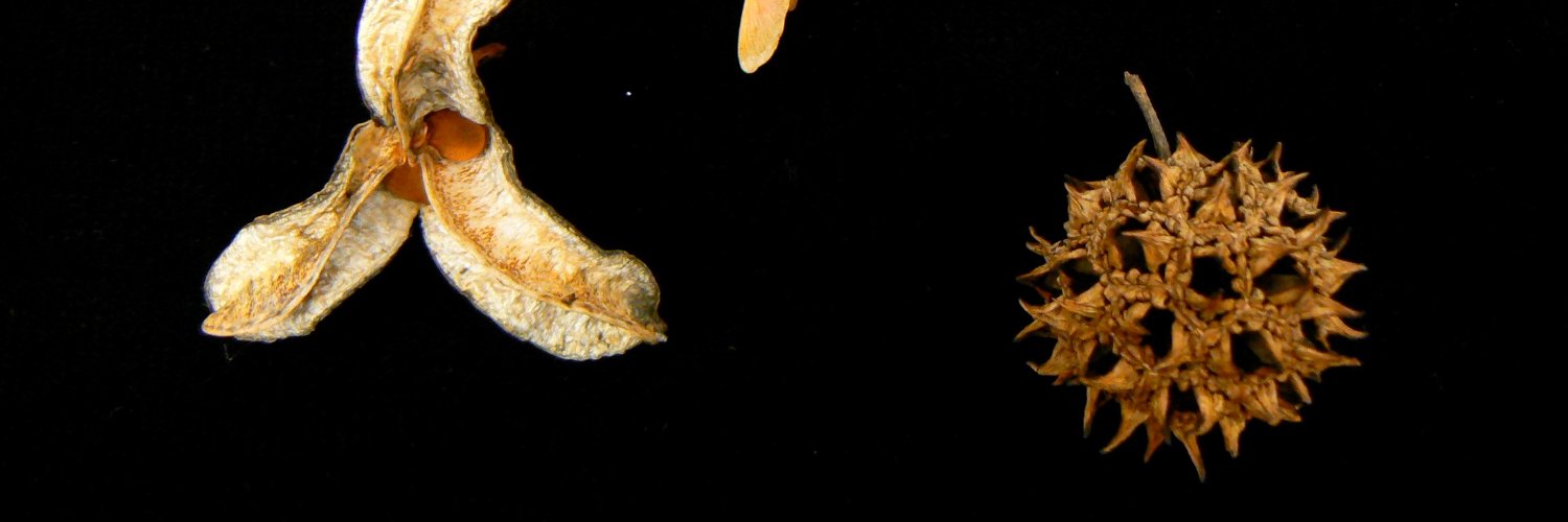 EvoDevoSigNet banner