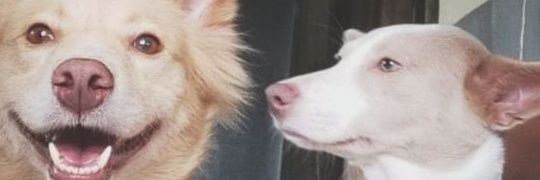 dogggod banner