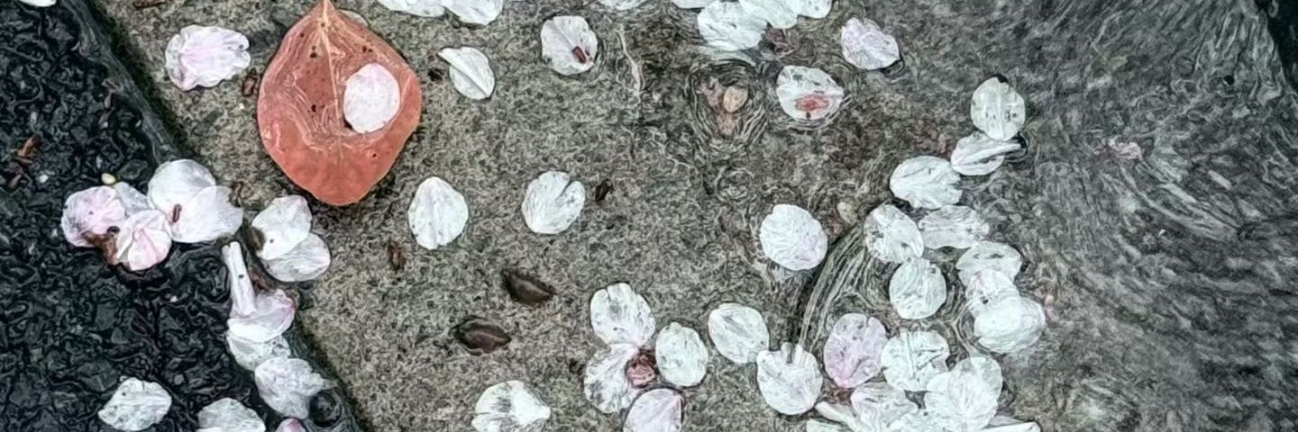 MiisranY's profile banner image