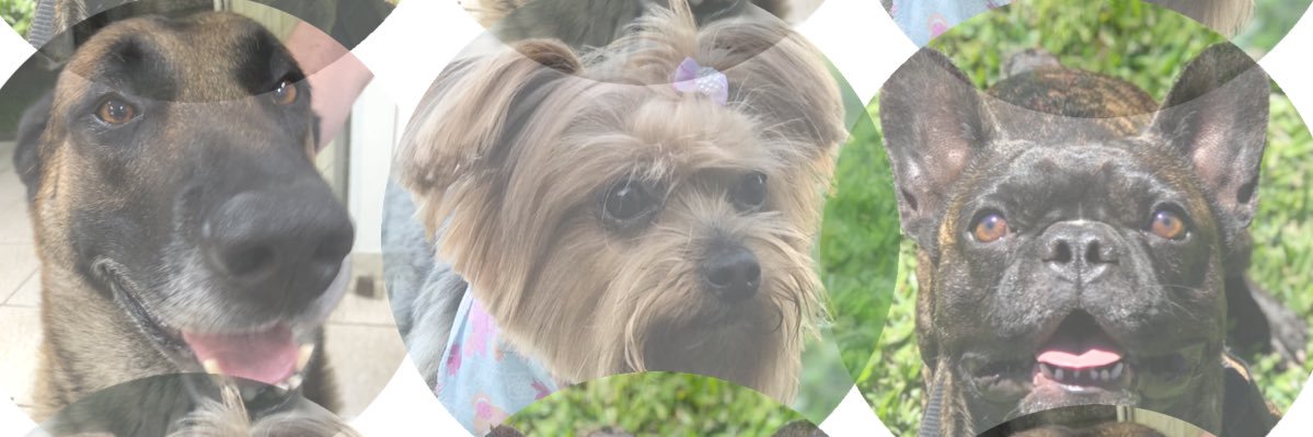 amandadalsochio's profile banner image
