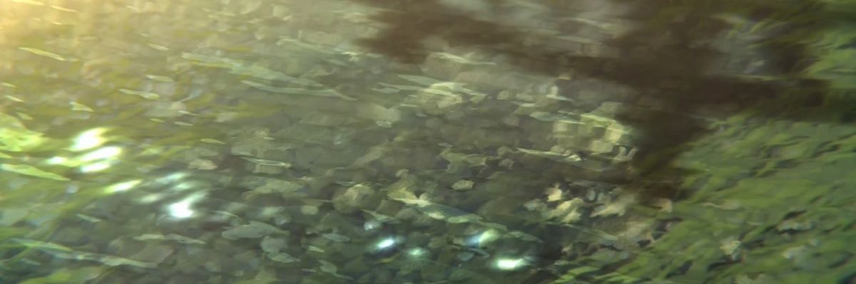 melonmilk_bee's profile banner image