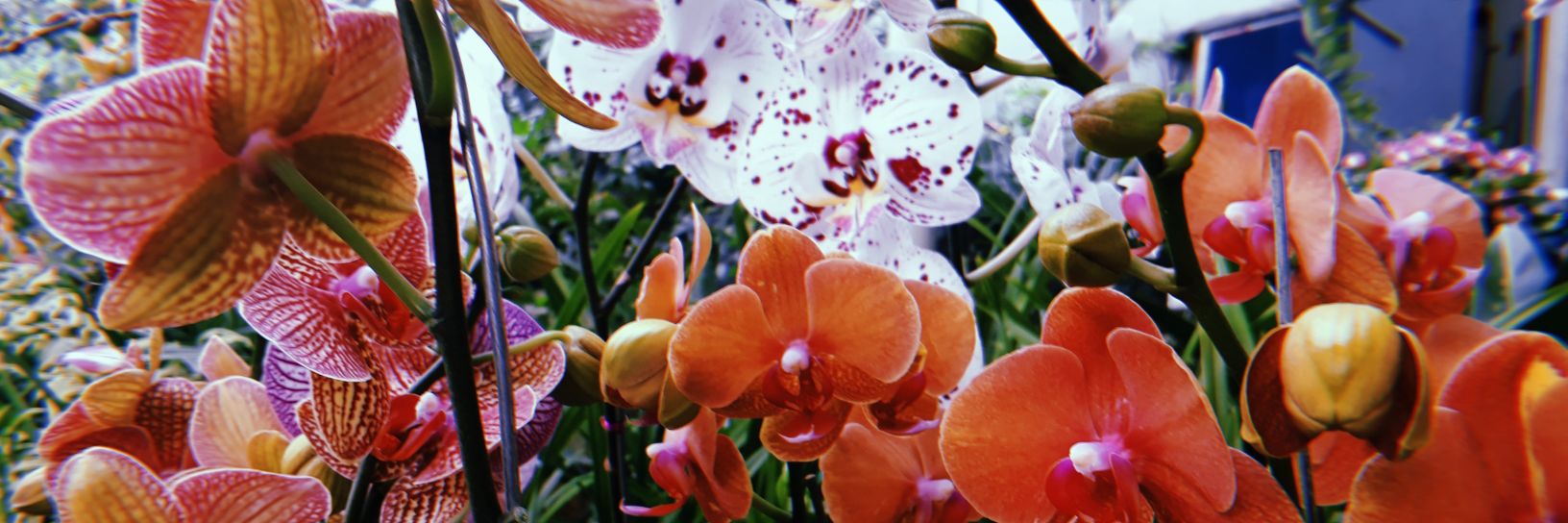 Jaci banner
