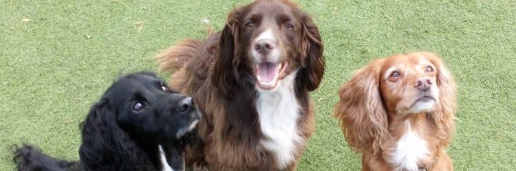 🐾 Diane 🐾 🦋 banner