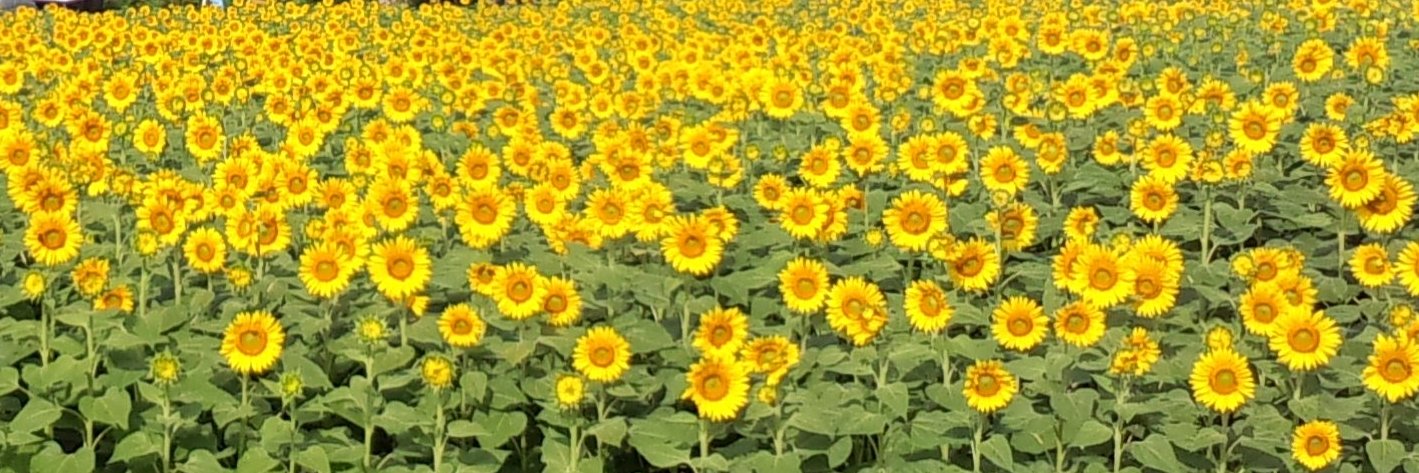 mamon081's profile banner image