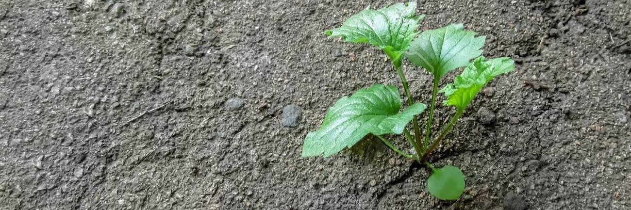 Beautiful McLean Virginia banner