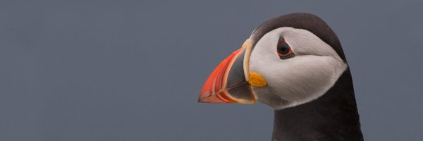 BirdGuides Profile Banner