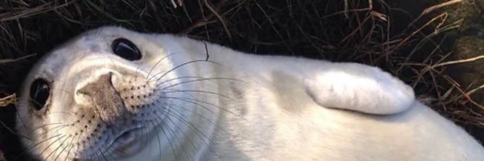 cloud 🦭🍉 taemchella banner