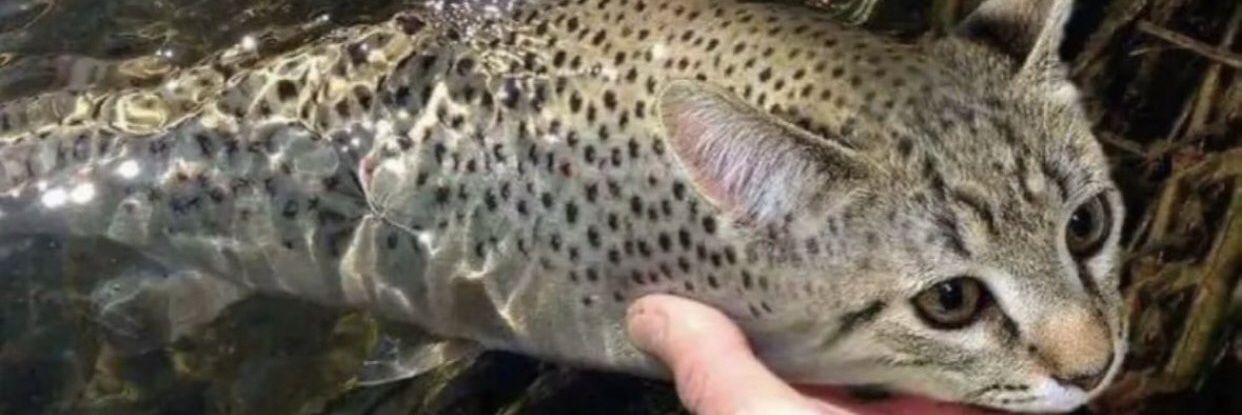 Definitely Data banner