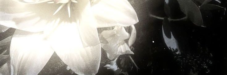 desperate kitty banner