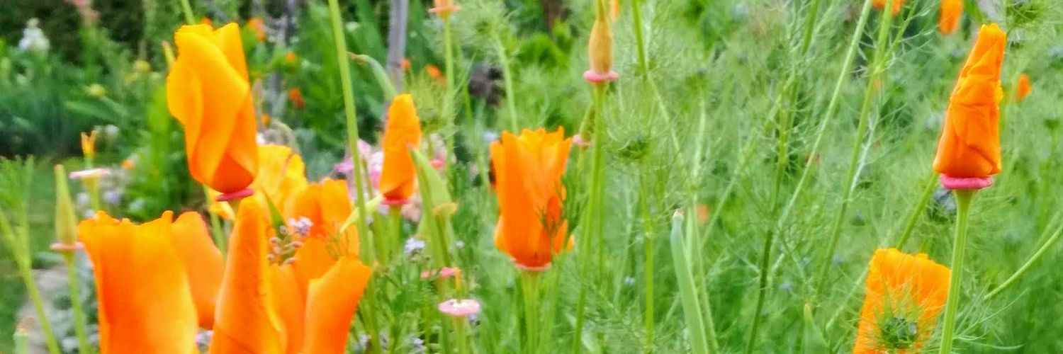 Thomas Zar mit ić banner