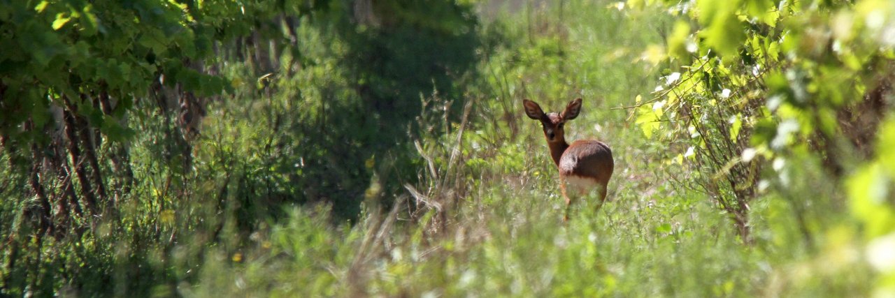 Strandveld Vineyards banner