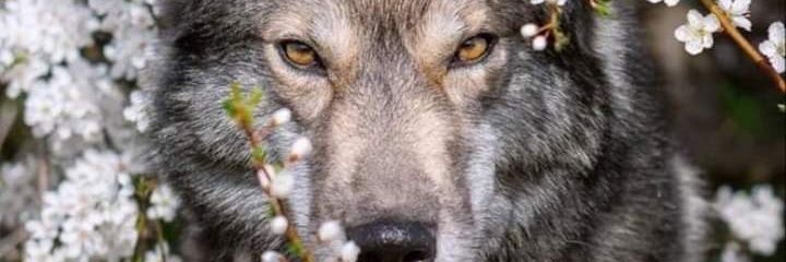 sibrie's profile banner image