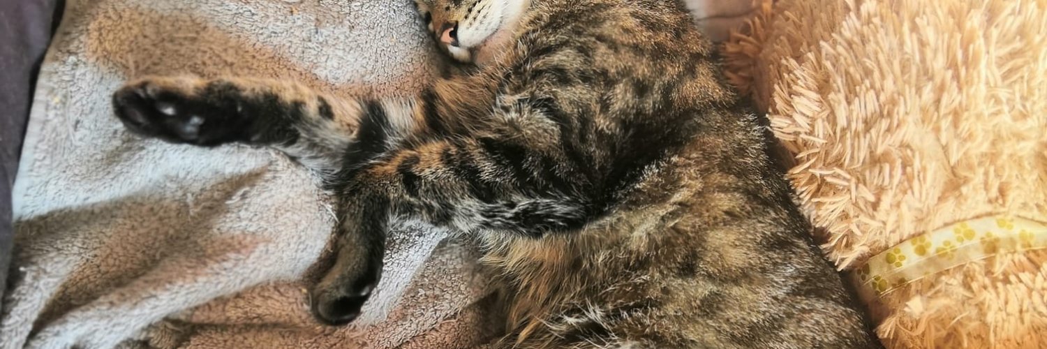 Ele_catwar's profile banner image