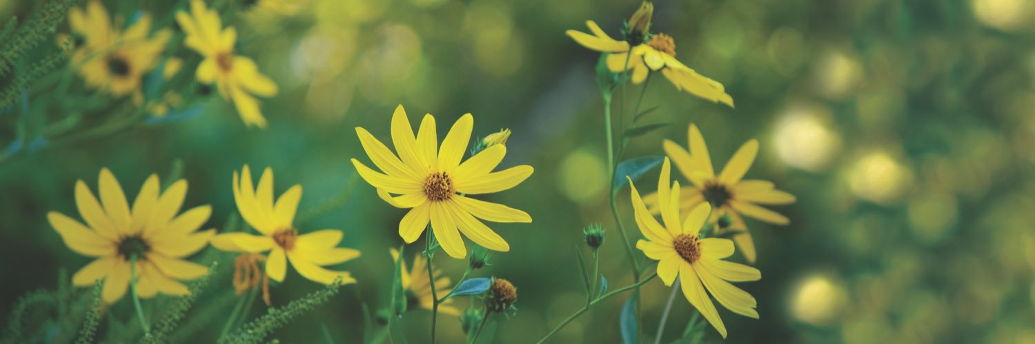 HelenRishworth's profile banner image