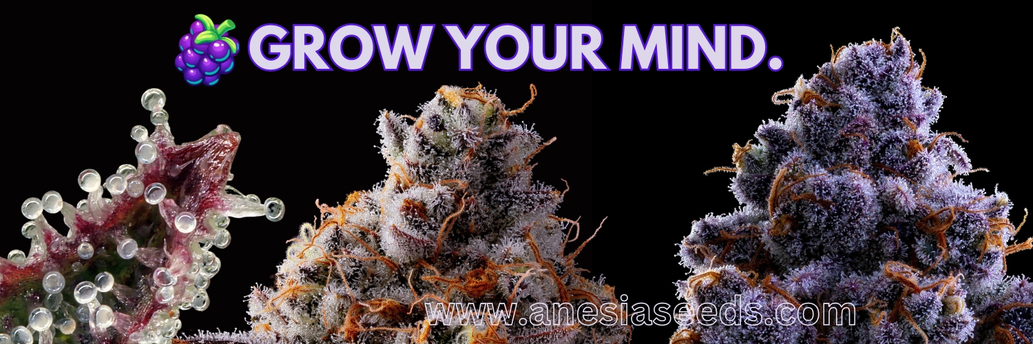 Anesia Seeds genetics banner