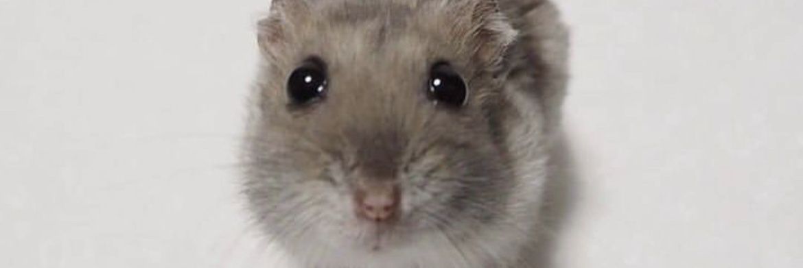 BuschLiteBandit4 banner