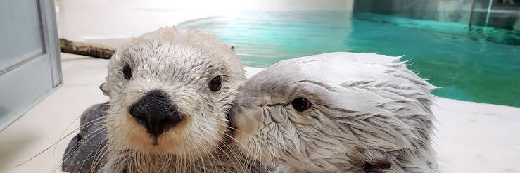 ｎａｏｙａ banner