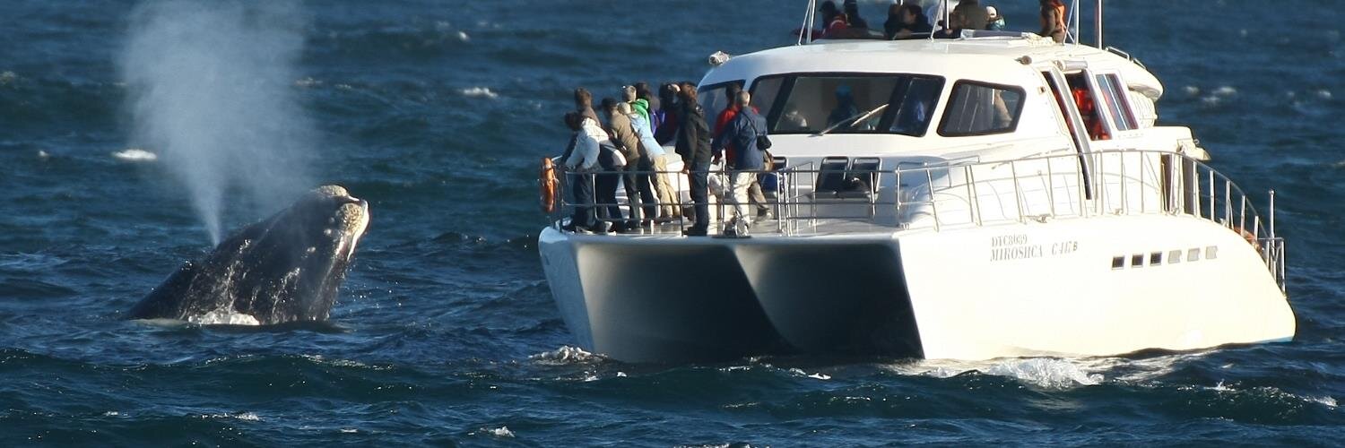 SAwhalewatching's profile banner image