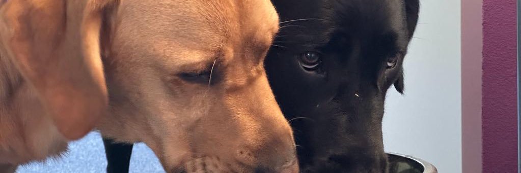 Indigostar66's profile banner image