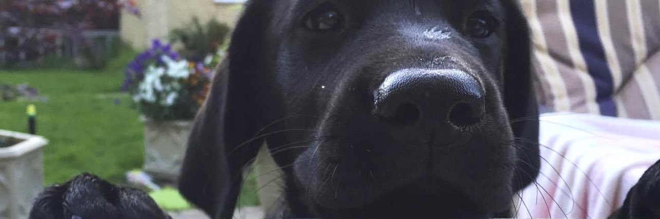 lowanjames's profile banner image