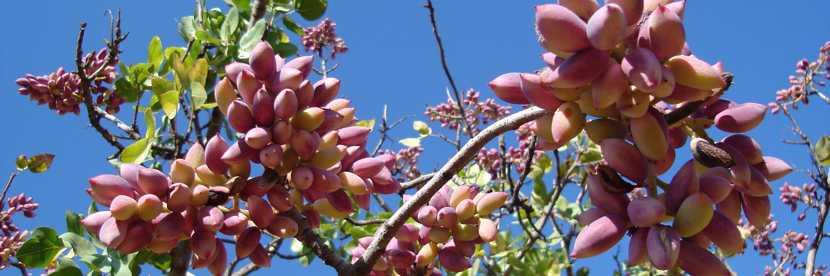 PestacioOrganic's profile banner image