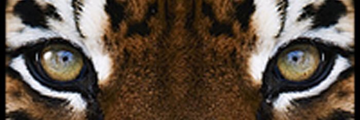GilbertPaterson's profile banner image