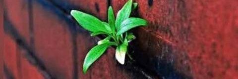 Monsiéur Akobe banner