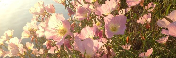 lia🍂's banner