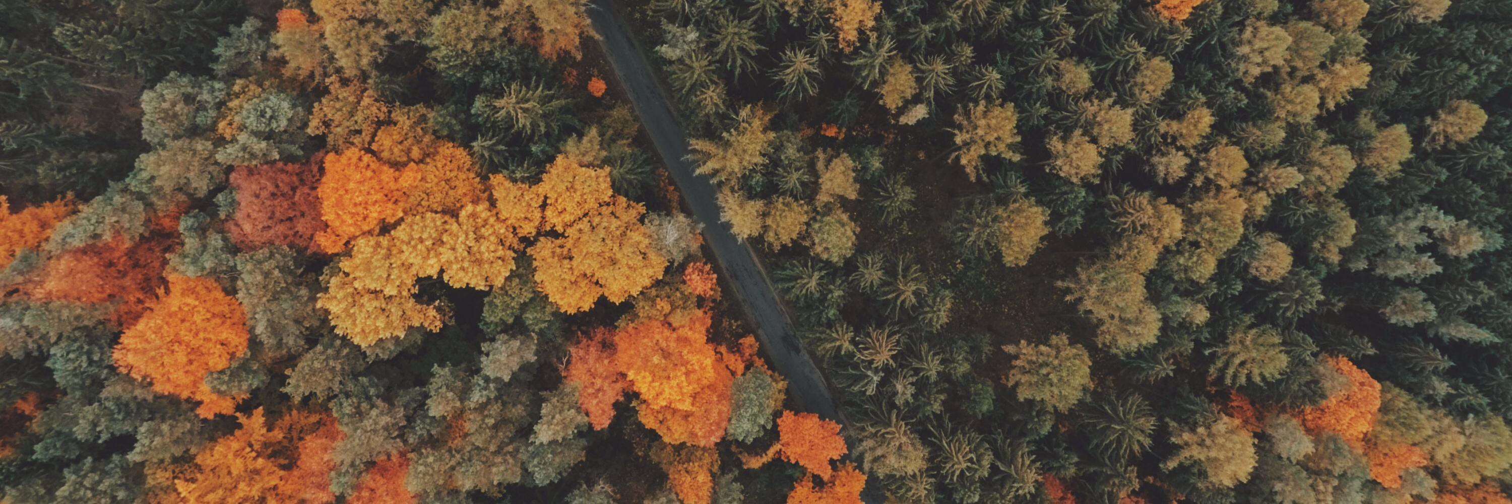 sergiocesaretti's profile banner image