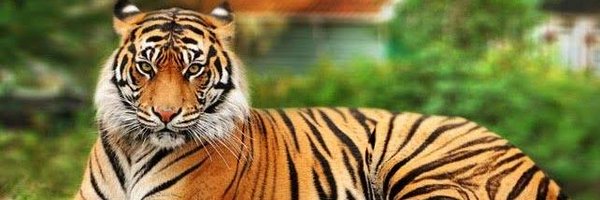 guru_guru3333 Profile Banner