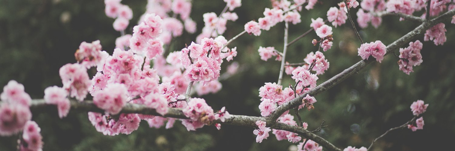 アナスタシア✨ banner