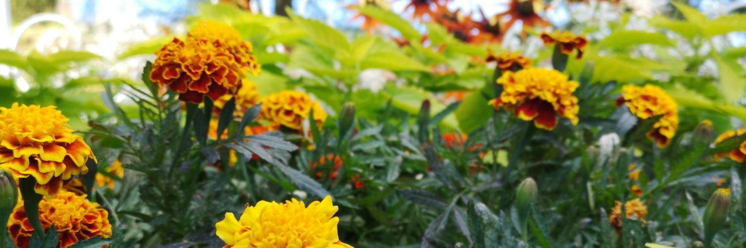 akerstromalva's profile banner image