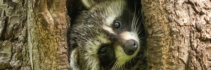 Composition Studies banner