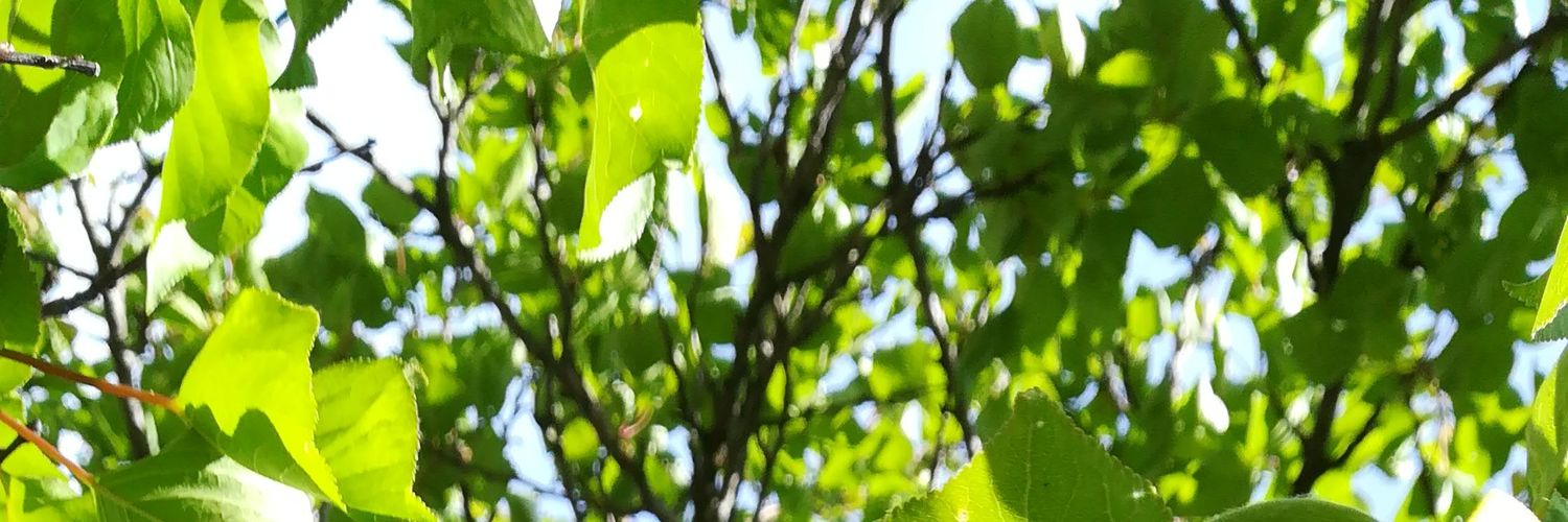 Barbara Fischer banner