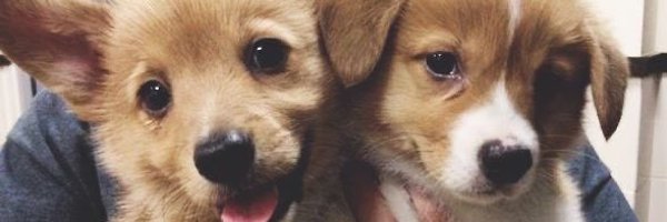 kittycharoenrak Profile Banner