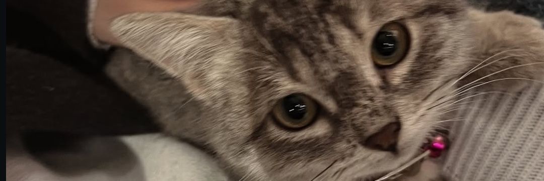 Bilgeusll's profile banner image