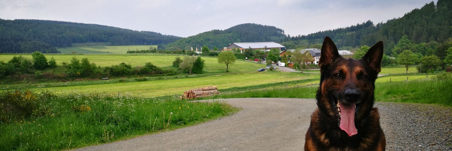 steefvanwijk's profile banner image