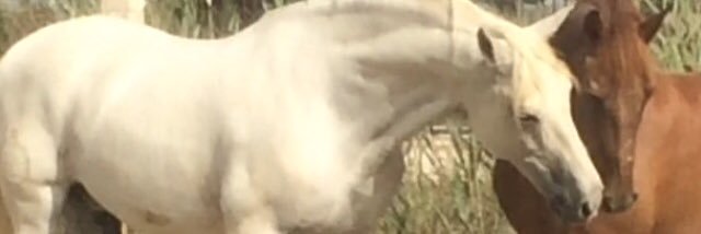 Pilar G. 🇪🇸 🇵🇸🔻 ☭ 🇨🇳 马晨露 banner